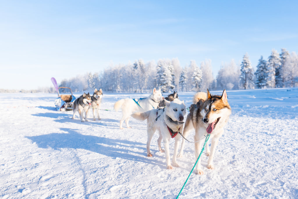 Lapland Aurora - riverside lodge