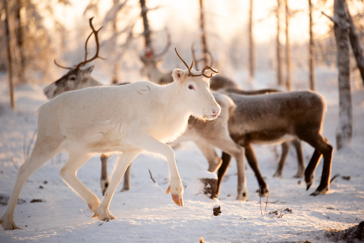 Reindeer farm in ranua